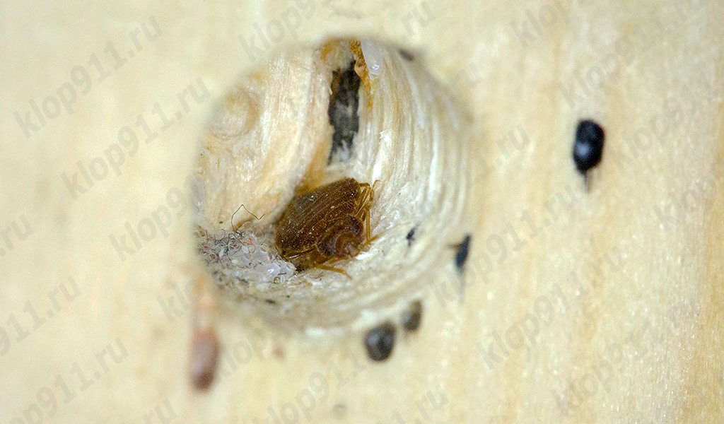 гнездо на дървеници в мебели