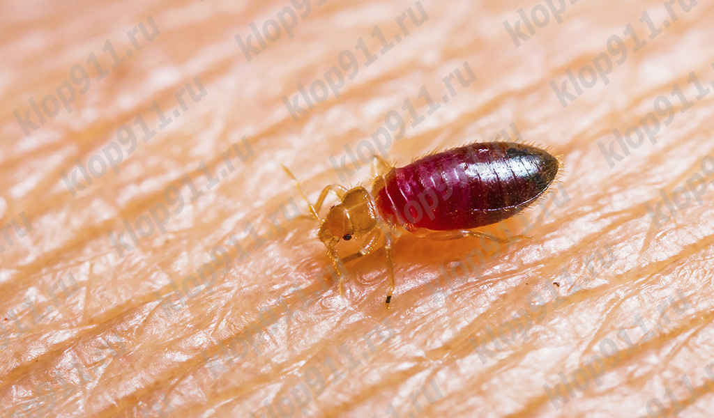 Bed bug larva