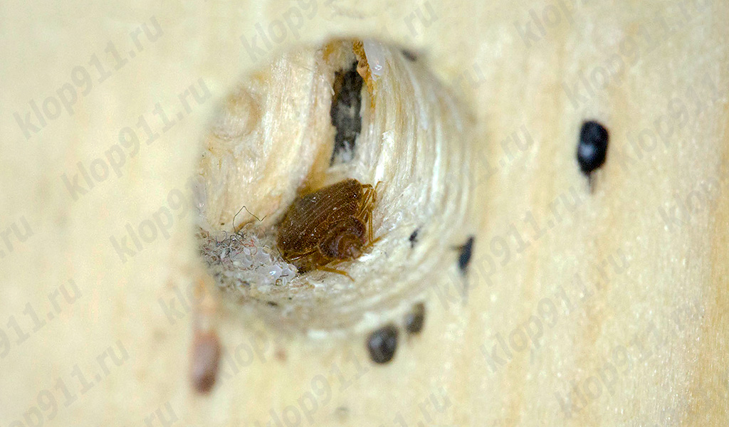 bed bug nest in furniture