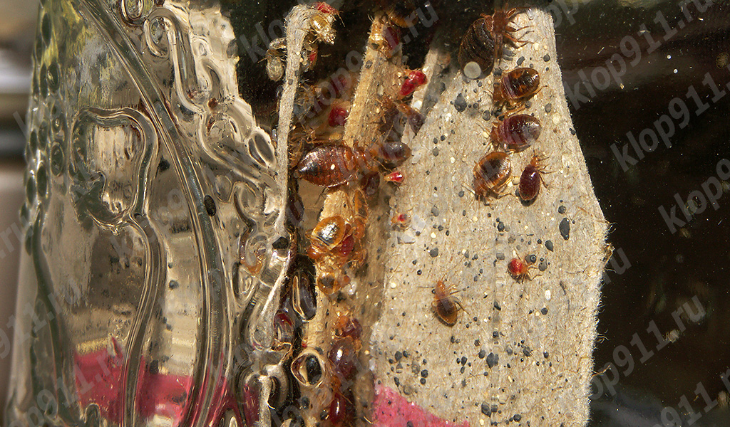 Individuals of different ages in the nest