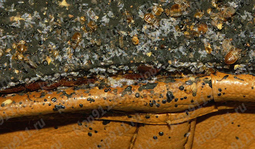 Bed bug eggs in sofa