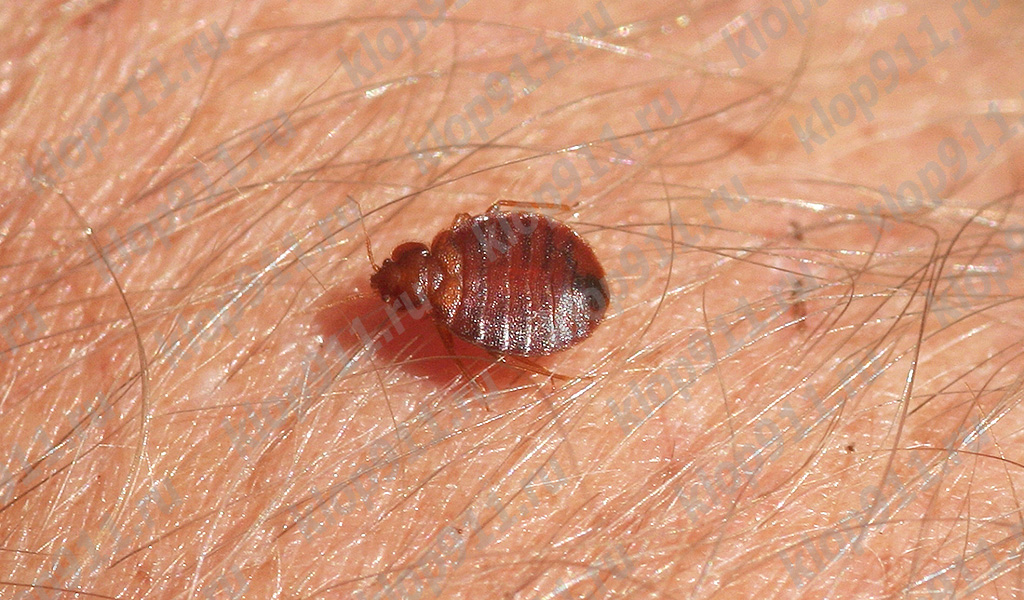 Bed bug getting ready to bite