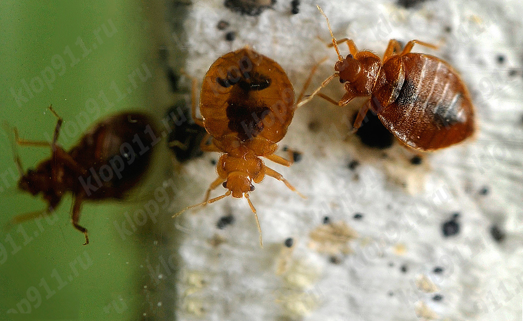 Bed bugs on the mattress