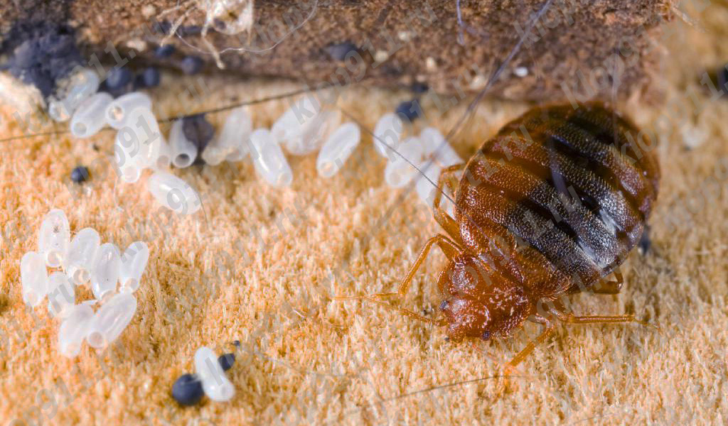 bed bug eggs in couch