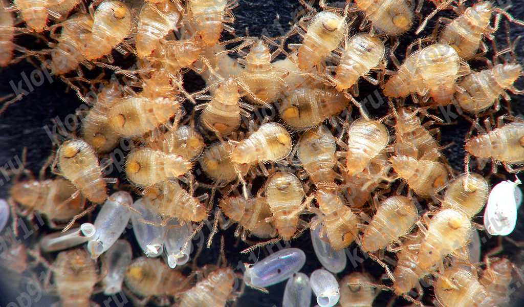 nymphs