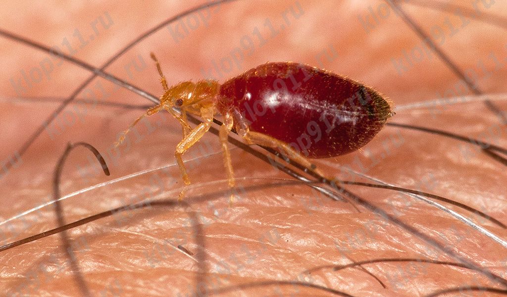 Bed bug larva after saturation