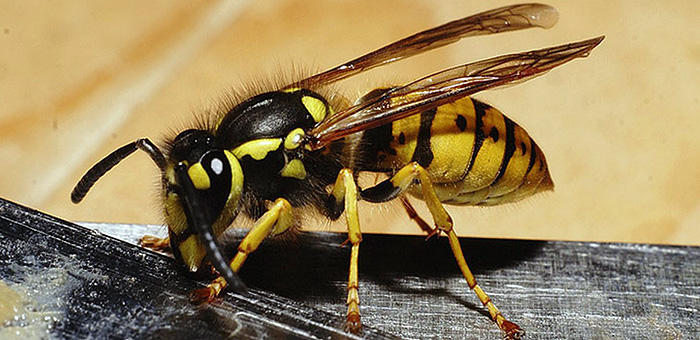 Hornets and wasps