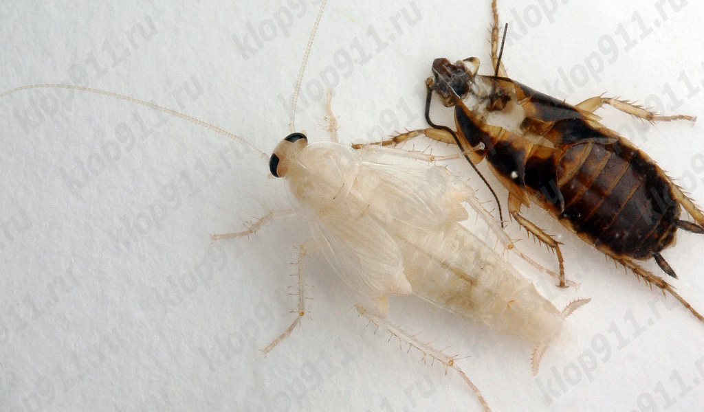 Red cockroach molting