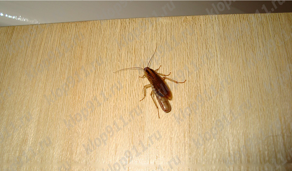 Female cockroach with egg (ootheca)