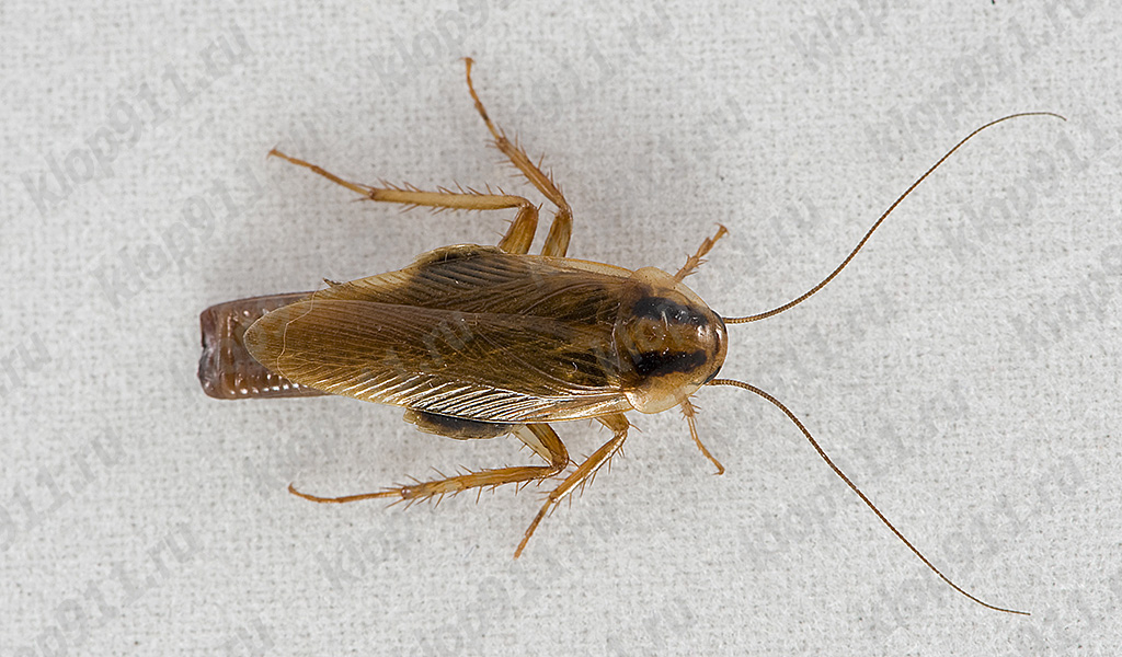 Close-up female