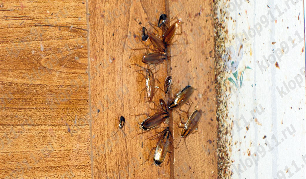 Bacteria on the feet of cockroaches