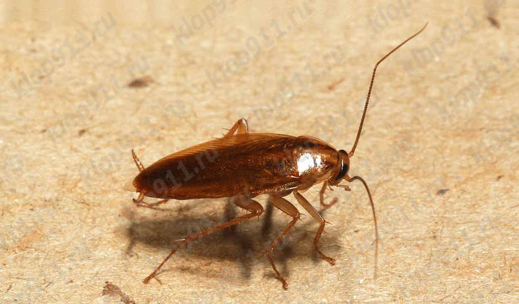 red cockroach