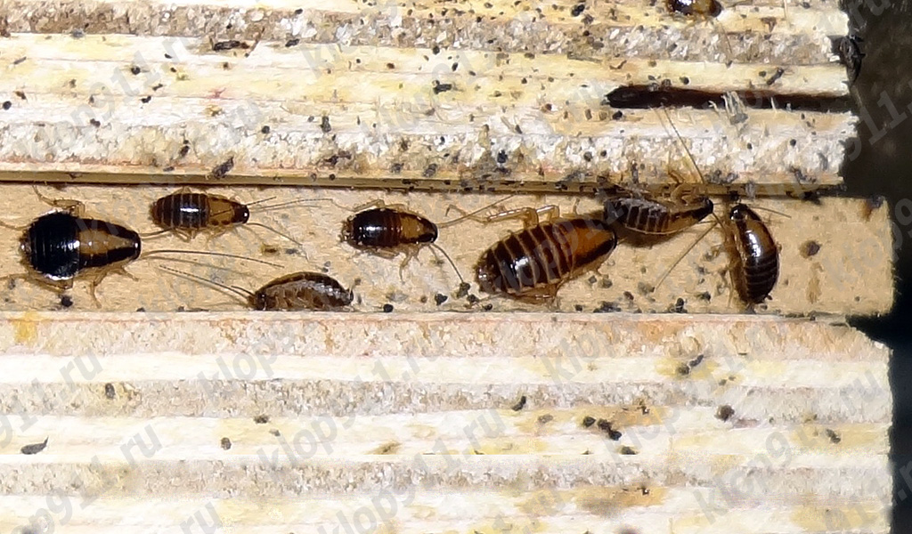 Cluster of red cockroach nymphs in furniture