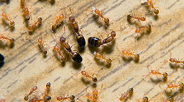 चींटियों