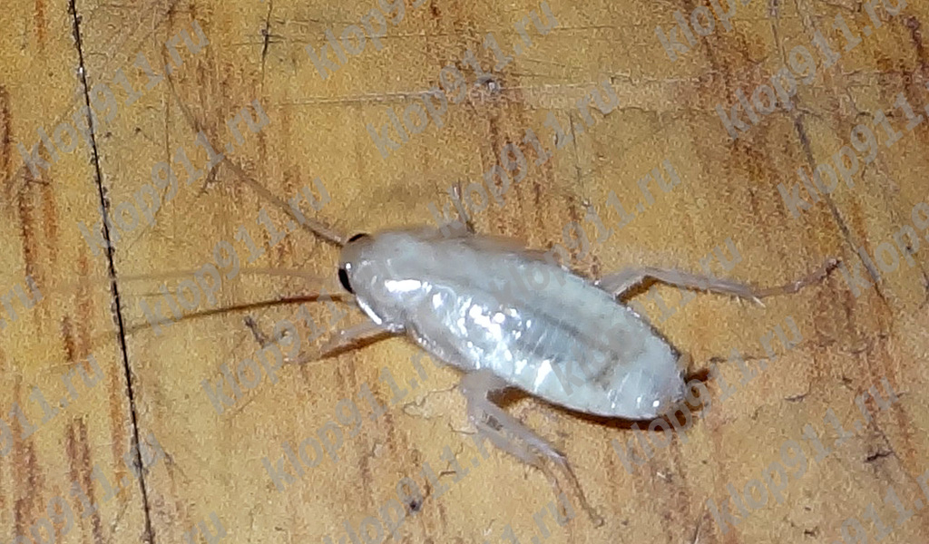 scarafaggio albino