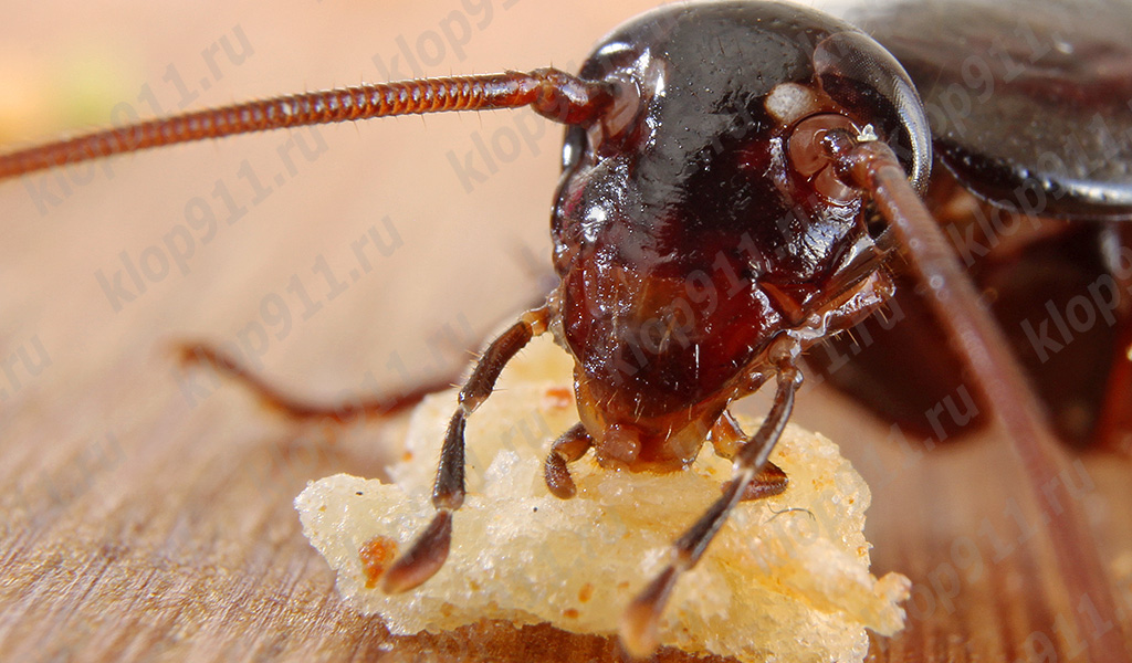 Lo scarafaggio mangia il pane (foto macro)