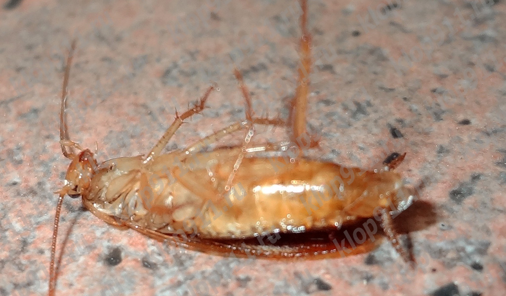 scarafaggio morto
