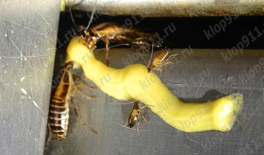 kakkerlakken eten gel