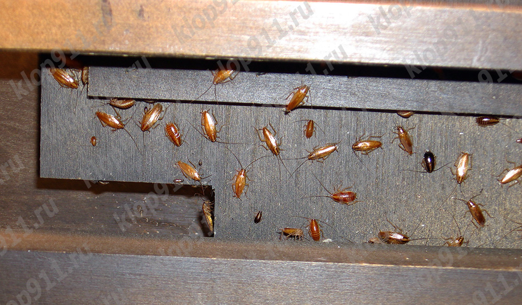Nest van rode kakkerlakken in meubels