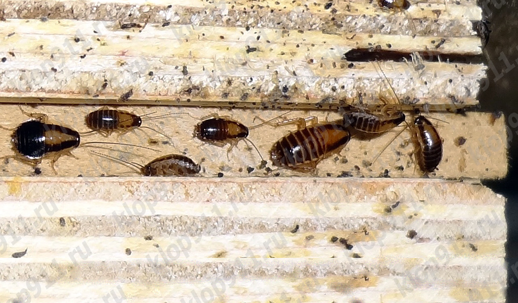 Cluster van rode kakkerlaknimfen in meubels