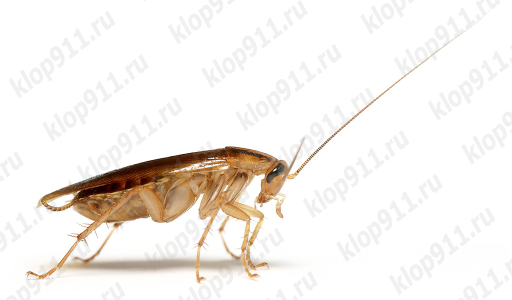 Kackerlackan har tappat sina antenner