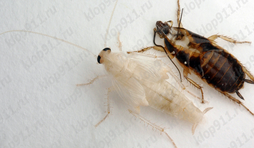 Pulang cockroach molting