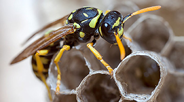 Hornets at wasps
