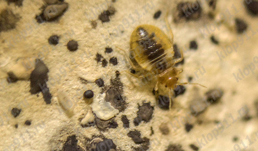 Yatak böceği larvası