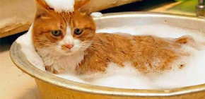Výběr šamponu proti blechám pro kočku a kotě