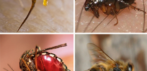 Peraturan pertolongan cemas untuk gigitan serangga: apa yang perlu dilakukan terlebih dahulu