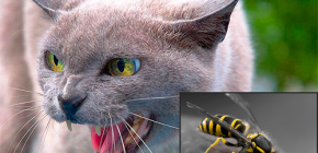 Phải làm gì nếu một con mèo bị ong bắp cày ...