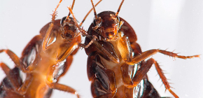 Ποια είναι η πιο αποτελεσματική θεραπεία για την κατσαρίδα;