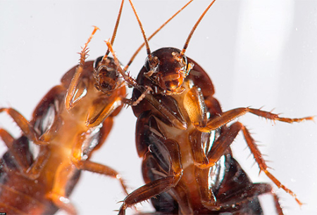 Vilket är det mest effektiva botemedlet för kackerlacka?