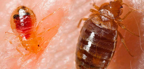Apa yang boleh menjadi sebab untuk kemunculan bedbugs di apartmen?