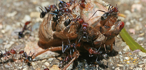 Τι τρώνε τα μυρμήγκια