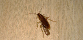 Waar verstoppen kakkerlakken zich meestal in een appartement en kunnen ze uit het riool kruipen?