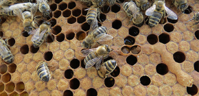 Penggunaan tincture rama-rama lebah untuk rawatan penyakit