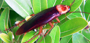 Amerikaanse kakkerlakken