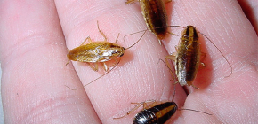 Γιατί οι κατσαρίδες είναι επικίνδυνες για την ανθρώπινη υγεία και τι βλάπτουν