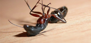 Memilih ubat untuk semut domestik di apartmen