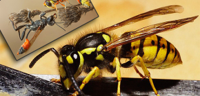 Interessante feiten uit het leven van wespen en foto's van deze insecten