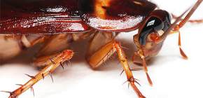Как да унищожите хлебарки в апартамент: помислете за няколко метода