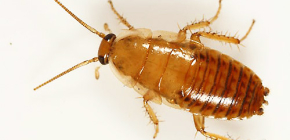 Hoe behandel je een appartement tegen kakkerlakken?