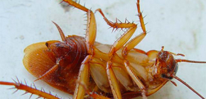 Hur länge kan kackerlackor leva?