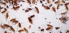 Kakkerlakken uit het appartement verwijderen: stap voor stap instructies