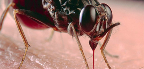 Về vết cắn của côn trùng và cách điều trị của chúng
