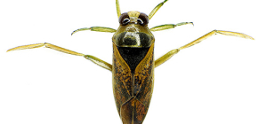Về loài bọ nước mịn và bọ trắng khổng lồ