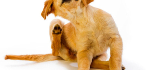 คุณสามารถกำจัดหมัดออกจากสุนัขได้อย่างไรและอย่างไร?