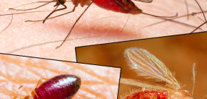 Vết cắn của các loại côn trùng khác nhau và ảnh của chúng