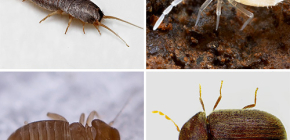 Apakah serangga kecil yang boleh ditemui di apartmen